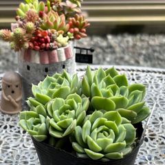 多肉植物 ☘️ ライム&チリ 抜き苗