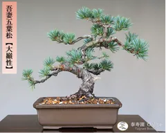 年最新小品盆栽五葉松の人気アイテム   メルカリ