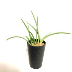 サンスベリア カナリキュラータ sansevieria canaliculata - メルカリ