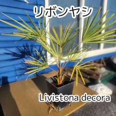 【入荷希望続出】【鉢ごと発送】　8号鉢　リボンヤシ　Livistona decora　(ビロウ属)　2025.3.7Ld1