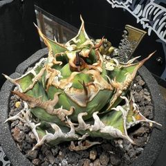 2特選上品中株 アガベ チタノタ 凱撒 シーザー 強棘 極上美株 強