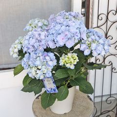 紫陽花 タグ付き正規品 月の女神② - メルカリ