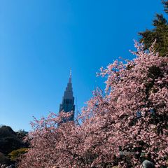 中国古美術 近代 絹本手描き 郎世寧 博古瓶図 三尺 牙軸 手絵