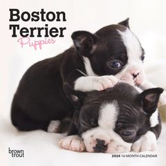 【輸入版】2024年 子犬のボストン・テリア ミニ カレンダー / ブラウントラウト  (Boston Terrier Puppies)