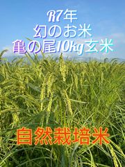 R7年 自然栽培米 朝日米10kg玄米 R7年 自然栽培米 朝日米10kg玄米 - メルカリ