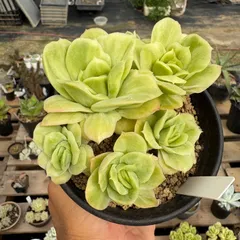 85. 多肉植物 アイスローズ 700円【抜き苗】 4d04f6bd82043223a6e612b2a98b93