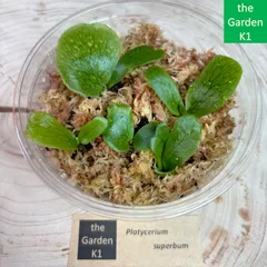 2025年最新】スパーバム ビカクシダの人気アイテム - メルカリ