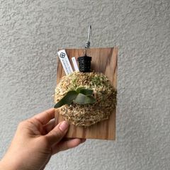 ビカクシダ・ウィリンキー バクテリア｜Platycerium willinckii 'Bacteria' spore株 48