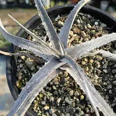 2024年最新】dyckia 原種の人気アイテム - メルカリ