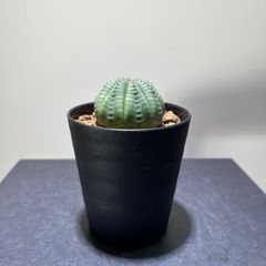 ユーフォルビア　オベサ　抜き苗