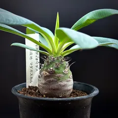 棚卸セール]ユーフォルビア パキポディオイデス 3号23-06 の通販