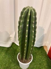 サボテン A13 鬼角面 柱サボテン 現物販売 プラ5号 観葉植物 南国風 室内 インテリア