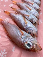 島根県沖の日本海で獲れたノドグロの丸干し‼️小さいサイズですが味は最高です‼️