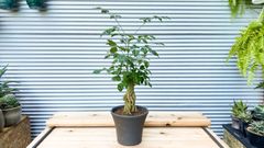【観葉植物】ヘテロパナックス　フレグランス　6号陶器鉢