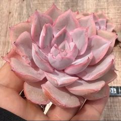 2025 New✨多肉植物　ソングフォーユー　韓国苗 2025 New✨多肉植物ソングフォーユー韓国苗