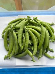 青森県産スナップエンドウ400g[栽培期間中、農薬、化学肥料不使用。]のサムネイル