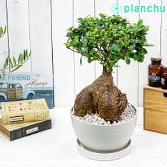 観葉植物 ガジュマル 12号鉢 多幸の木 盆栽 A - メルカリ