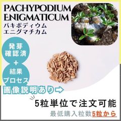 【種子】パキポディウム  エニグマチカム / セット割あり 数量5粒から購入OK