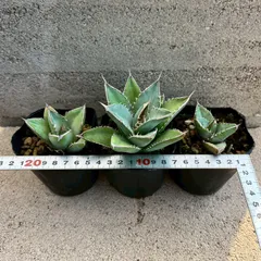 アガベ　実生　30種セット　人気　残りわずか　多肉　観葉植物　サボテン　激レア 多肉#多肉植物#アガベ#アガベチタノタ#アガベcr03#プランツ