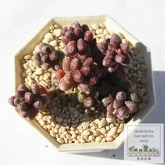 玉蓮 3頭 セダム Mサイズ5.5ｃｍポット sedum fufuraceum 多肉植物 つぶつぶ