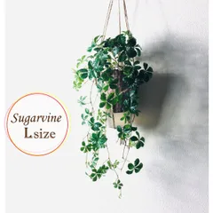 【大人気】ボリュームいっぱい シュガーバイン　ハンギング　アロマ鉢　 4号　受け皿付き　壁掛け 観葉植物　インテリア　ラブリーポケットのサムネイル