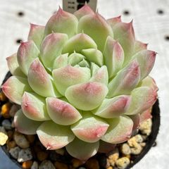 ピンクブラボー　多肉植物　エケベリア　韓国苗