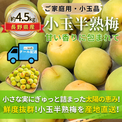 小玉半熟梅 ～甘い香りに包まれて～ 【内容量】約4.5kg【配送方法】クール配送【サイズ】L以下【品目】梅（うめ）【品種】当店お任せ【産地】長野県【規格】ご家庭用A品B品混合【詰め方】バラ詰め【配送までの日数】1～4日