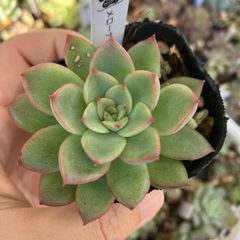 メローナ　抜き苗　多肉植物　モフ多肉　エケベリア　韓国苗