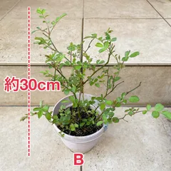 【送料無料】マイクロミニバラ　ミサキ　みさき　鉢植え　特大苗(2L)Cより大きめ/（毎週月曜日発送：２月２３日の週は祝日の為、３月２日発送へ回します）