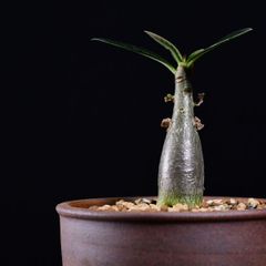 3M1 実生 アデニウム アラビカム エイリアン コーデックス 塊根植物 アデニウムアラビカム エイリアン