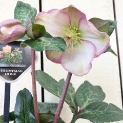 クリスマスローズ氷の薔薇ぺニーズピンク5号鉢