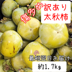 【訳あり】傷多め 香川県産 太秋柿 約1.7kg 13個くらい 最短翌日お届け