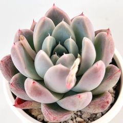 【多肉植物】エケベリア・アイスバーグビューティ