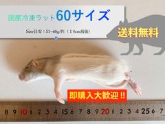 【送料無料】国産冷凍ラット60サイズ10匹入@即購入OK！北海道・沖縄の方も送料無料です！