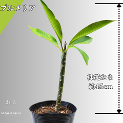【沖縄育ち】約45㎝ プルメリア ホワイト イエロー 苗木 観葉植物 21-3