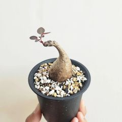 S⑨〚フィランサス・ミラビリス〛Phyllanthus Mirabilis 塊根植物 コーデックス ポット発送