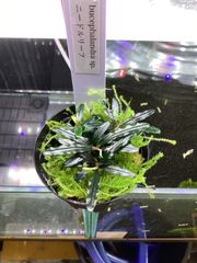ブセファランドラ sp. ニードルリーフ　大株 Bucephalandra sp. ‘Needle Leat‘