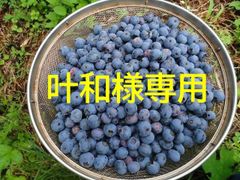叶和様専用　農薬不使用、生食用ブルーベリーミックス2㎏プラスα