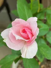 バラ花苗　切り花品種　和薔薇　シラタマ　蕾あり　接ぎ木苗 バラ花苗 切り花品種 和薔薇 シラタマ 蕾あり 接ぎ木苗 - メルカリ