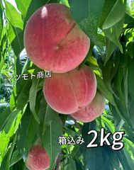 クール便‼️フォロワー様限定100円引きクーポン配布中‼️山梨県産　箱こみ2キロ　桃　もも　モモ　硬くて甘い　果物　フルーツのサムネイル