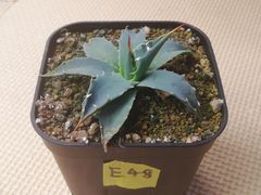 ユタエンシスエボリスピナ90サイズ抜き苗1株(鉢などは付きません)プランツタグつきE48