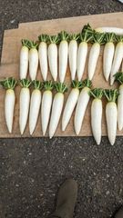青首大根　無農薬　10kg