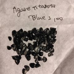 【種子100粒】アガベ・チタノタ「ブルー」 Agave titanota 'Blue'