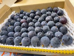 初物ハウス栽培ピオーネ❗️朝獲れ❗️あまーい❗️たっぷり600〜650g❗️ 送料無料❗️岡山県産　ハウス栽培　種なし　ピオーネ　粒売り　葡萄