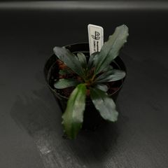 Bucephalandra sp. from Kapuas-2【AZ0611-12】2011.7