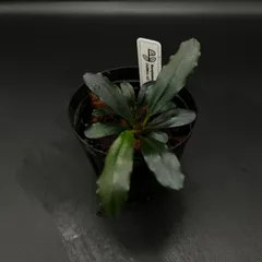 【タグ付き】Bucephalandra sp. Serawai1 Bucephalandra sp.Serawai1-20 Sintang[TB] - メルカリ