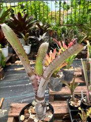 ビルベルギア ゲルダ　Billbergia ‘Gerda’（horrida v. tigrina×amoena v .viridis）キンクマ農園☆B0020