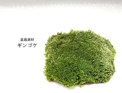 2025年最新】ホソウリゴケの人気アイテム - メルカリ