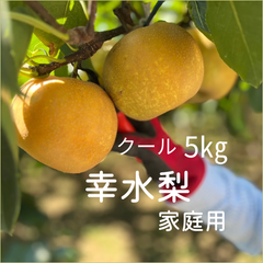 梨　幸水　埼玉県産　家庭用　クール便　約5㎏
