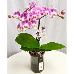 ⚠️さくらこ様専用商品⚠️ミディ胡蝶蘭同梱商品 - メルカリ
